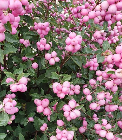 Symphoricarpos doorenbosii 'Magic Berry'